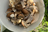 Саратовцы собирают грибы ящиками и ведрами